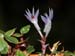 Dendrobium_delicatulum