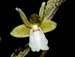 Dendrobium_derryi