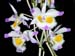 Dendrobium_devonianum