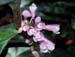 Dendrobium_erosum
