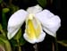 Dendrobium_formosum