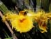 Dendrobium_harveyanum