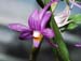 Dendrobium_hasseltii