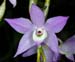 Dendrobium_hercoglossum