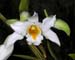 Dendrobium_kontumense