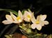 Dendrobium_laevifolium