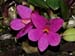 Dendrobium_laevifolium2