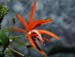 Dendrobium_lanyae