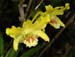 Dendrobium_lowii