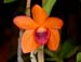 Dendrobium_mohlianum