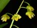 Dendrobium_monophyllum