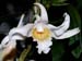 Dendrobium_ochraceum_var._albiflorum