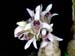 Dendrobium_peguanum