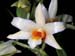 Dendrobium_singkawangense