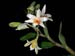 Dendrobium_singkawangense2