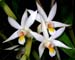 Dendrobium_sutepense
