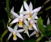 Dendrobium_sutepense2