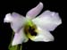 Dendrobium_trantuanii