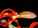 Dendrobium_unicum2