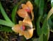 Dendrobium_vexillarius