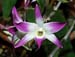 Dendrobium_vietnamense