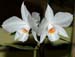 Dendrobium_wattii