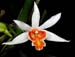 Dendrobium_xanthophlebium