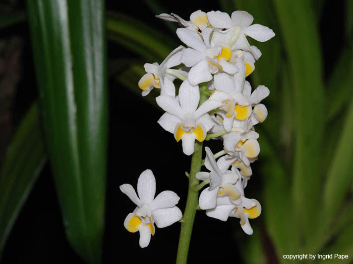Doritis_Pulcherrima_var_alba2