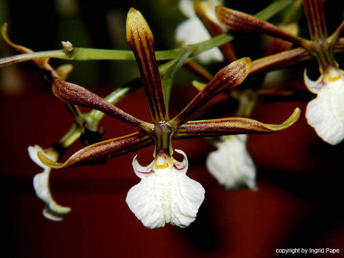 Encyclia_linkiana
