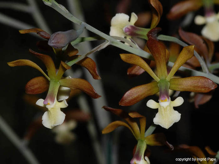 Encyclia_virgata