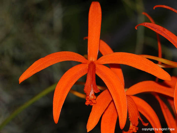 Laelia_sanguiloba