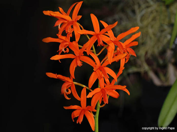 Laelia_sulina