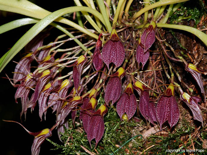 Masdevallia_burzlaffiana