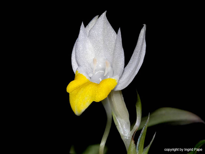 Pecteilis_hawkesiana