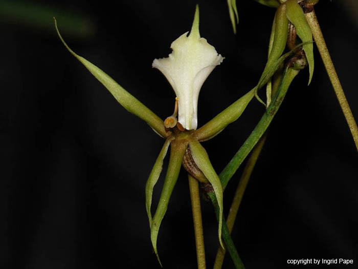 Plectrelminthus_caudatus