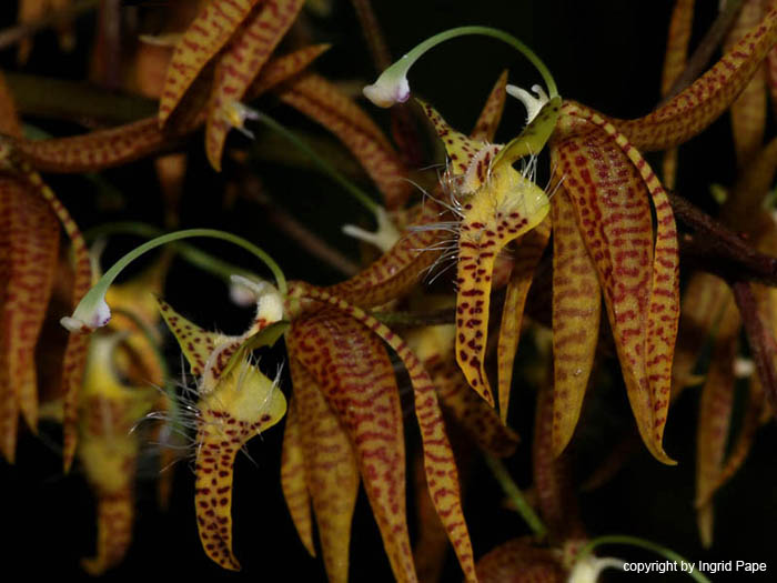 Polycycnis_muscifera