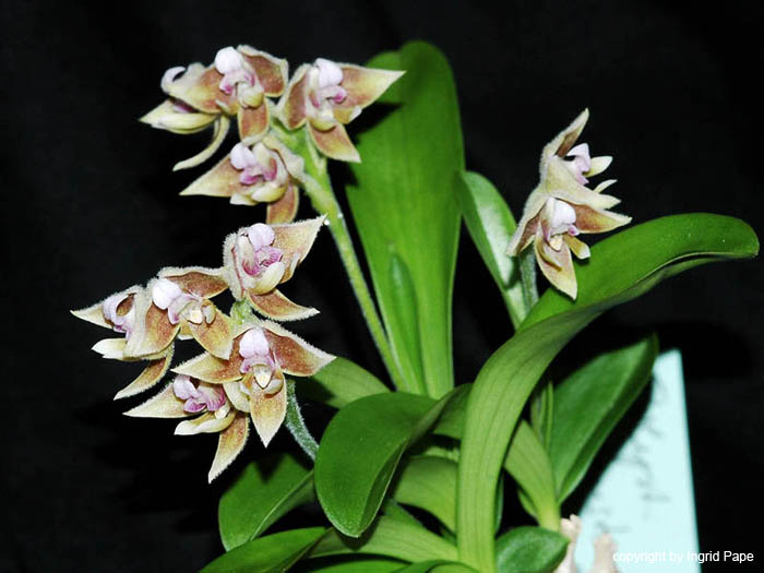 Polystachya_johnstonii