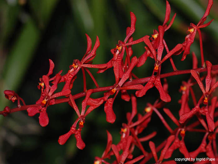 Renanthera_imschootiana_x_phillipinense