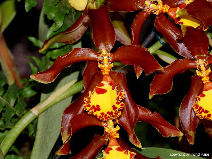 Rossioglossum_splendens