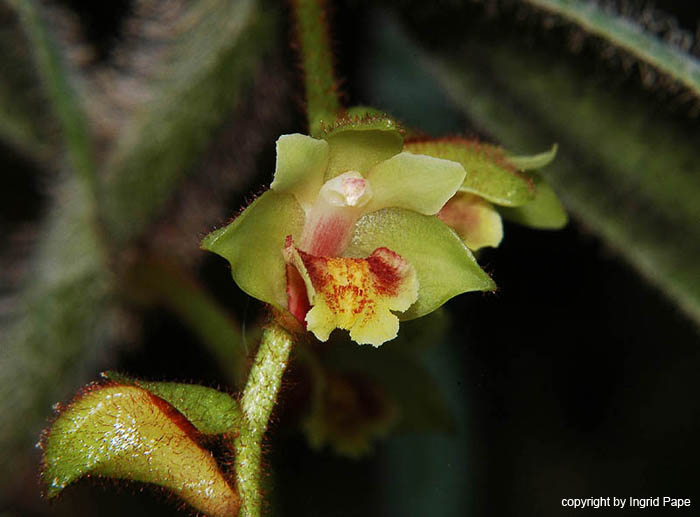 Trichotosia_velutina