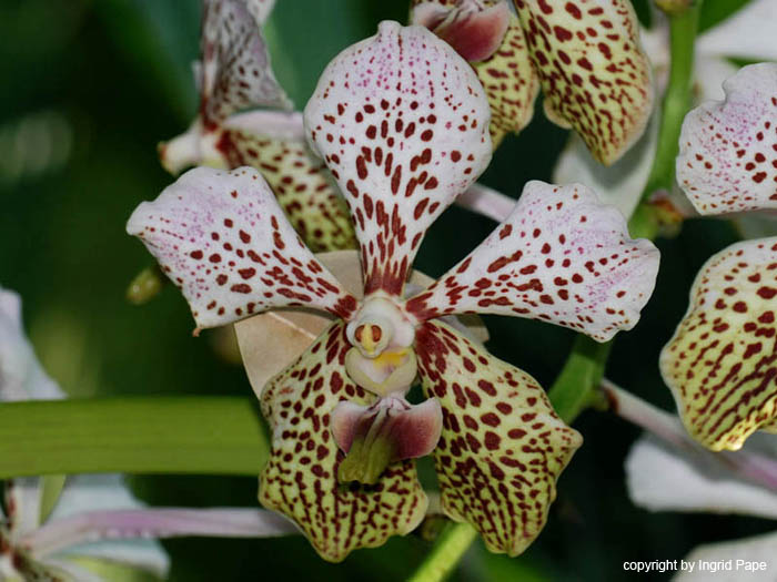 Vanda_Burgeffii
