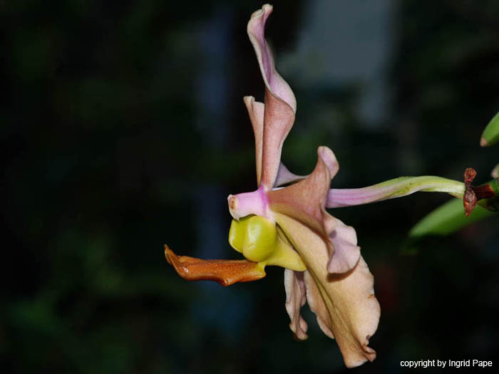 Vanda_Tan_Chay_Yan