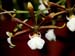 Encyclia_linkiana
