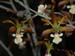 Encyclia_virgata