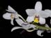 Eria_albescens