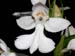 Habenaria_dentata