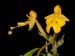 Habenaria_gelb