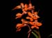 Habenaria_rhodocheila