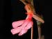 Habenaria_rosea