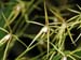 Hormidium_rhynchiphorum